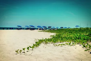 Blue Prints: Florida, Clearwater, Indian Rocks Beach, horizon with umbrellas
