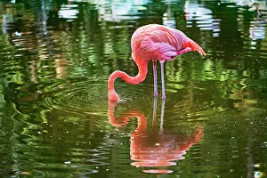 Florida, Davie, Flamingo Gardens (west of Fort Lauderdale)