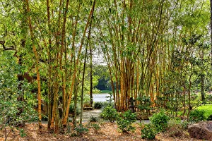 Florida, Delray Beach, Morikami Museum and Japanese Gardens, bamboo tree forest
