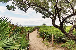 Atlantic Ocean Prints: Florida, Delray Beach, path heading towards the beach