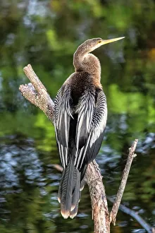 Florida, Delray Beach, Wakodahatchee wetlands, Anhinga bird