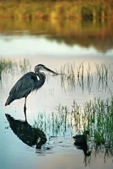 Blue Prints: Florida, Everglades, Great Blue Heron, Arthur R. Marshall Loxahatchee Wildlife Refuge
