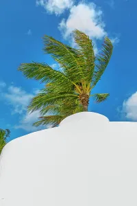 Blue Skies Prints: Florida, Fort Lauderdale, Beach with palm trees