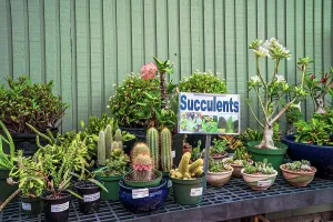 Deep South Prints: Florida, Fort Myers, Edison and Ford Winter Estates, plants