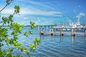 Images Dated 14th December 2018: Florida, The Keys, Islamorada, marina