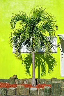 Images Dated 14th December 2018: Florida, The Keys, Islamorada, palm tree against lime green background