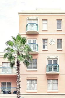 Images Dated 14th October 2023: Florida, Mizner Park, palm tree against pink wall