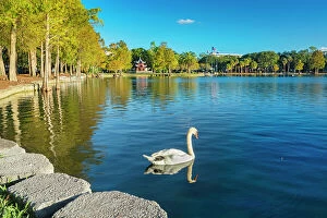 Images Dated 4th December 2023: Florida, Orlando, Lake Eola, Chinese Ting Pavilion, swan