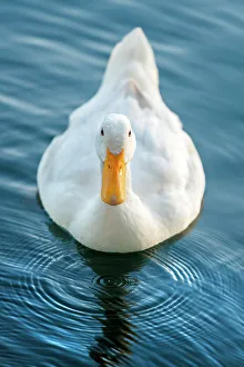 Lake Eola Prints: Florida, Orlando, Lake Eola and duck