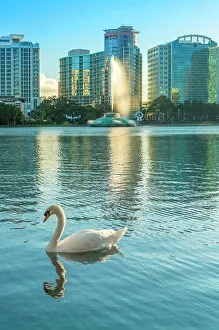 Lake Eola Prints: Florida, Orlando, Lake Eola, skyline and swan