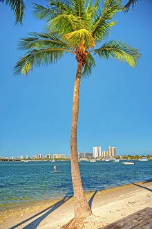 Images Dated 29th January 2020: Florida, Palm Beach County, Peanut Island, Palm tree on the beach