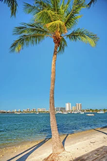 Images Dated 29th January 2020: Florida, Palm Beach County, Peanut Island, Palm tree on the beach
