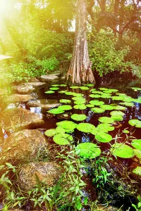 Path Prints: Florida, Palm Beach, Pan's Garden, cypress tree by lily pads
