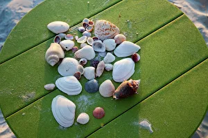 Coast Prints: Florida, Saint Petersburg Beach, shells on table