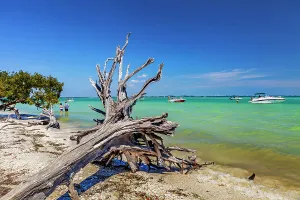 Cloudless Prints: Florida, Sanibel Island, Driftwood on shore