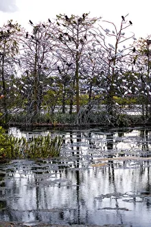 Fauna Prints: Florida, South Florida, Boynton Beach