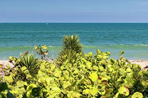 Images Dated 31st May 2023: Florida, South Florida, Boynton Beach, plant on the beach overlooking ocean