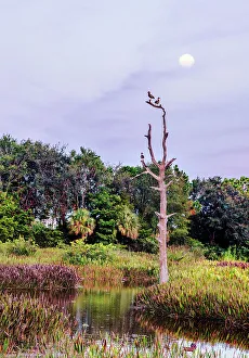 Florida, South Florida, Boynton Beach, Green Cay Nature Center & Wetlands, birds on dead tree