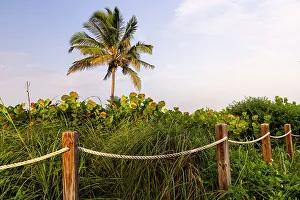 Florida, South Florida, Delray Beach, Palm tree by the beach