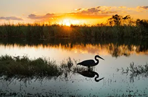 Last Light Prints: Florida, South Florida, Great Blue Heron at Everglades
