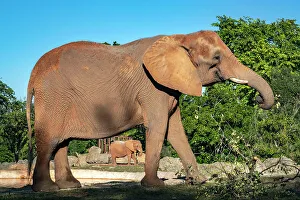 Florida, South Florida, Miami, Miami Zoo, African Elephant