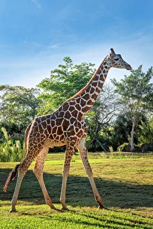 Sbs Florida 02 Prints: Florida, South Florida, Miami, Miami Zoo, Interactive Safari, Giraffe