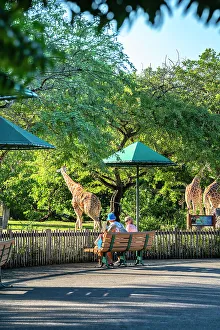 Florida, South Florida, Miami, Miami Zoo, Interactive Safari, Giraffe