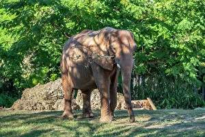 Florida, South Florida, Miami, Miami Zoo, Elephant