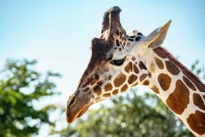 Sbs Florida 02 Prints: Florida, South Florida, Miami, Miami Zoo, Giraffe
