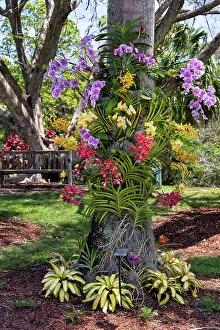 Botanic Prints: Florida, West Palm Beach, Mount Botanical Garden, colorful orchids