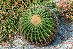 Botanic Prints: Florida, West Palm Beach, Mounts Botanical Garden