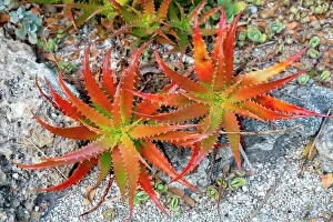 Stone Prints: Florida, West Palm Beach, Mounts Botanical Garden, Aloe Nobilis (Gold Tooth Aloe)
