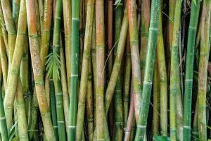 Florida, West Palm Beach, Mounts Botanical Garden, Bamboo