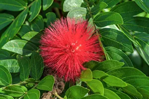 Florida, West Palm Beach, Mounts Botanical Garden, flowering plant called Calliandra haematocephala