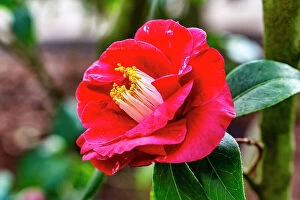 Images Dated 31st August 2018: Flowering red peony
