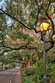 Lamp Prints: Georgia, Savannah