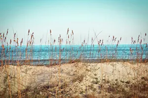 Georgia Prints: Georgia, Tybee Island, North Beach seen through sea oats