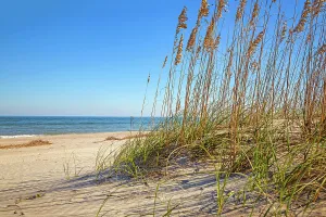 Georgia Prints: Georgia, Tybee Island, sea oats on beach dunes