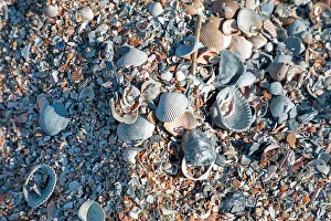 Georgia Prints: Georgia, Tybee Island, shells on beach