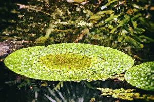 Botanic Prints: Giant lily pad