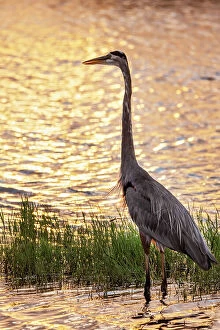Images Dated 14th October 2023: Great Blue Heron at sunset