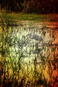 Egret Prints: Great Egret