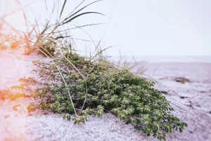 Delray Prints: Green shrub on beach dune
