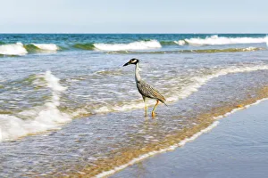 Heron Prints: Grey heron on beach