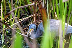 Center Prints: Grey Heron in wetlands