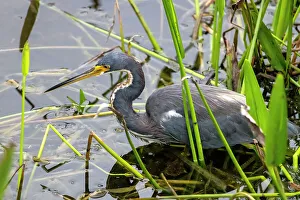 Grey Heron in wetlands