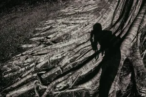 Botanic Prints: Human shadow over sprawling roots on a banyan tree