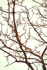 Décor Prints: Intricate tree branches