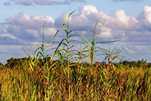 Habitacion Prints: Landscape of tall grass and clouds