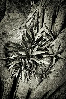 Leaves growing on Banyan tree
